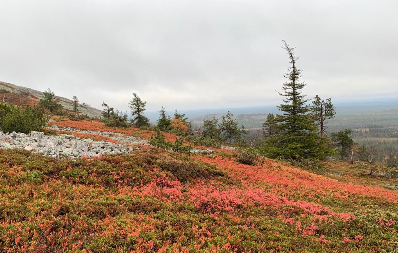 Logwood Chalet 루오스토 외부 사진